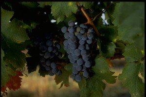 Texas Wine Recommendations