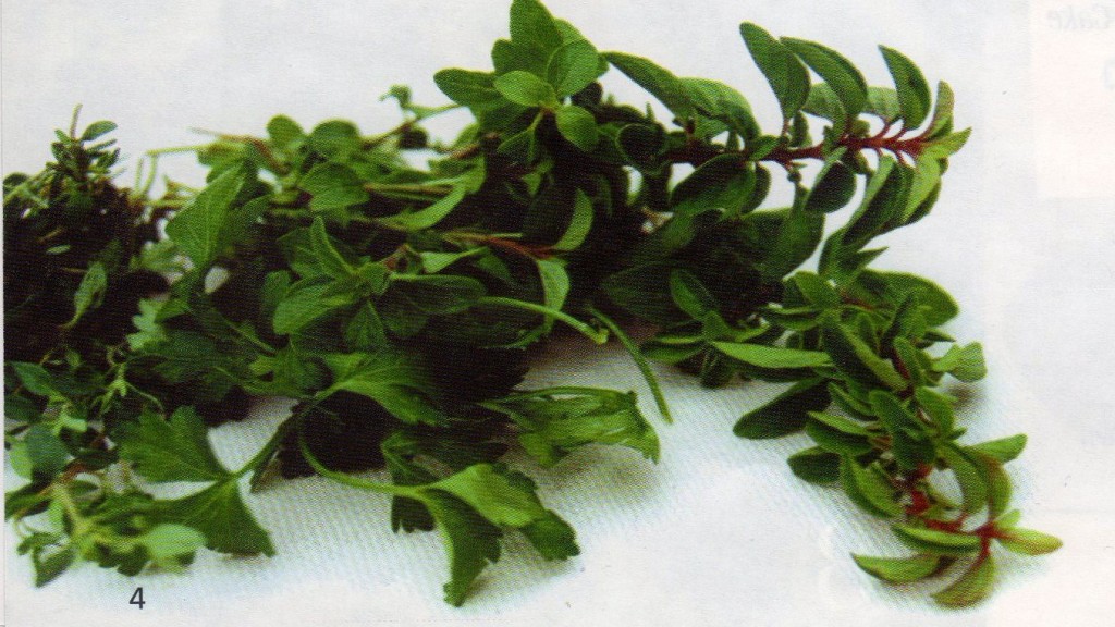 culinary herbs
