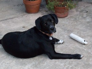 Pepper Entertaining and the family dog