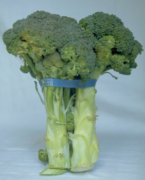 broccoli, leek and smoked gouda tart